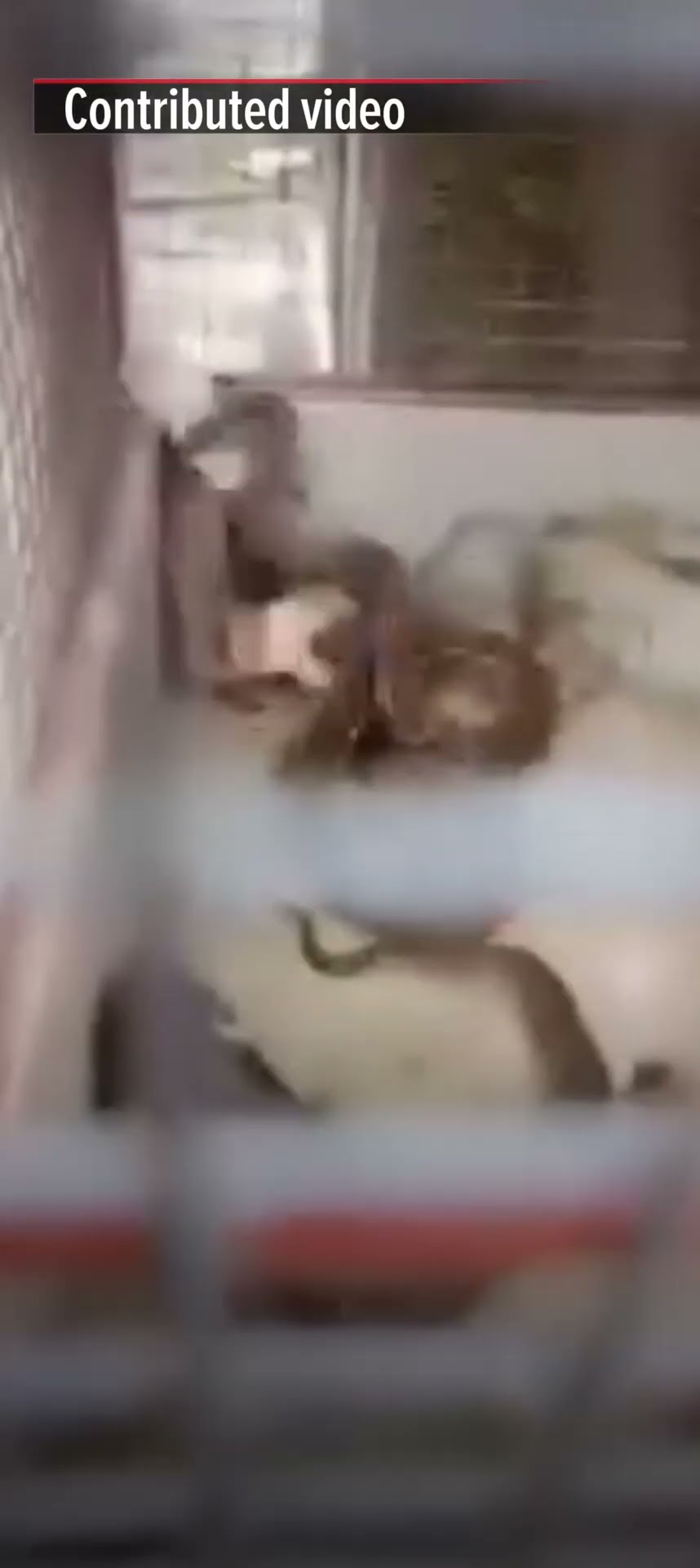 Video of python eating puppies sparks probe