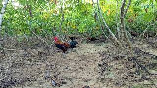 Bẫy Gà Rừng Mới Nhất - Mồi Bông Xuyên Đôi Bổi Lai | Hoàng Tây