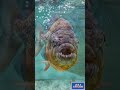 Deadly Piranha Fish 😱 | Razor Sharp Teeth &amp; Powerful Bite #shorts #ai