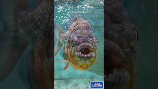 Deadly Piranha Fish 😱 | Razor Sharp Teeth & Powerful Bite #shorts #ai