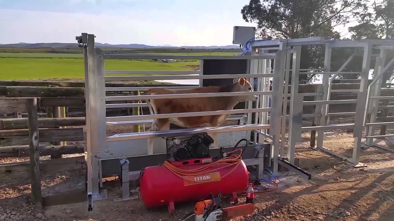 RFID Experts Africa Heifer Scale YouTube