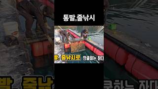 통발~줄낚시로 만쿨하는 좌대. #낚시 #방조제낚시 #바다낚시 #꿀템 #fishing #갈치낚시 #바다 #채비방법 #은하수좌대 #좌대#전갱이 #도다리 #통발 #줄낚시 #통영