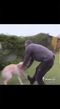 Kirike nyokot anjing hahah..