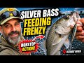 Detroit River Silver Bass Frenzy | Fast Action Light Tackle Fishing