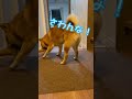 早めに帰宅した主に対し、塩対応な柴犬 #柴犬とん