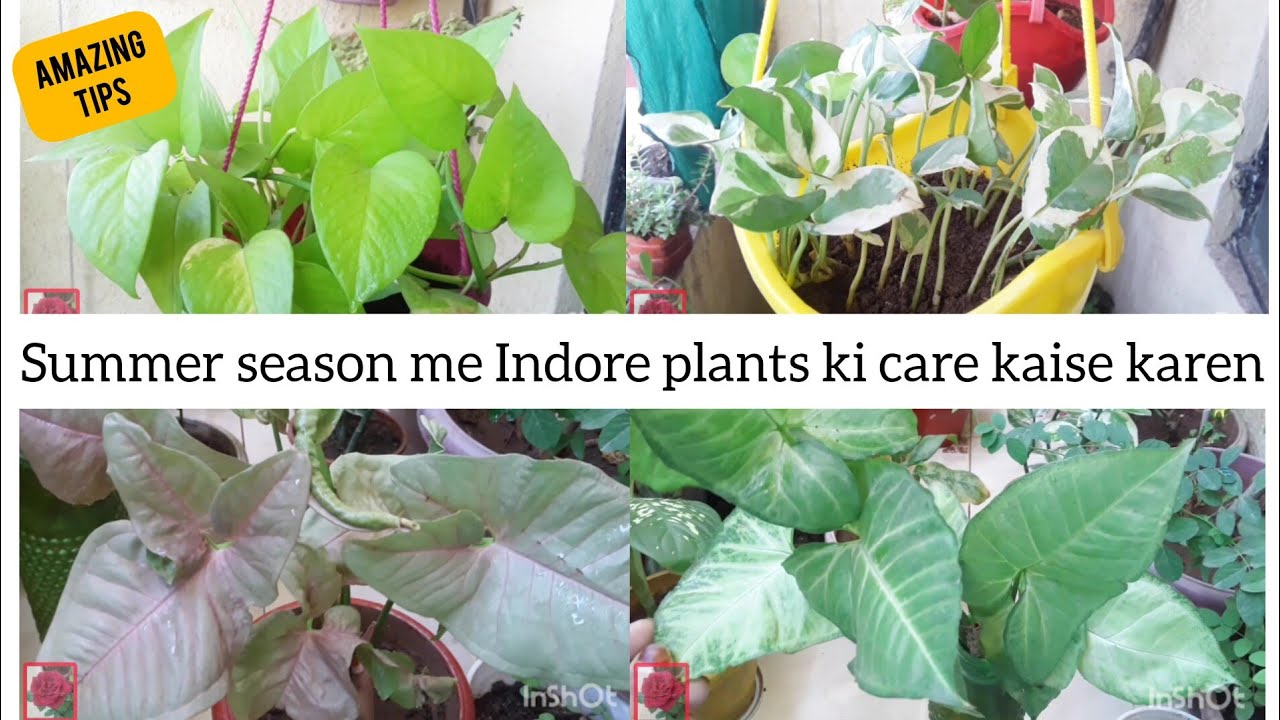 🌱amazing tips for indoor plants summer season mein indoor plants ki