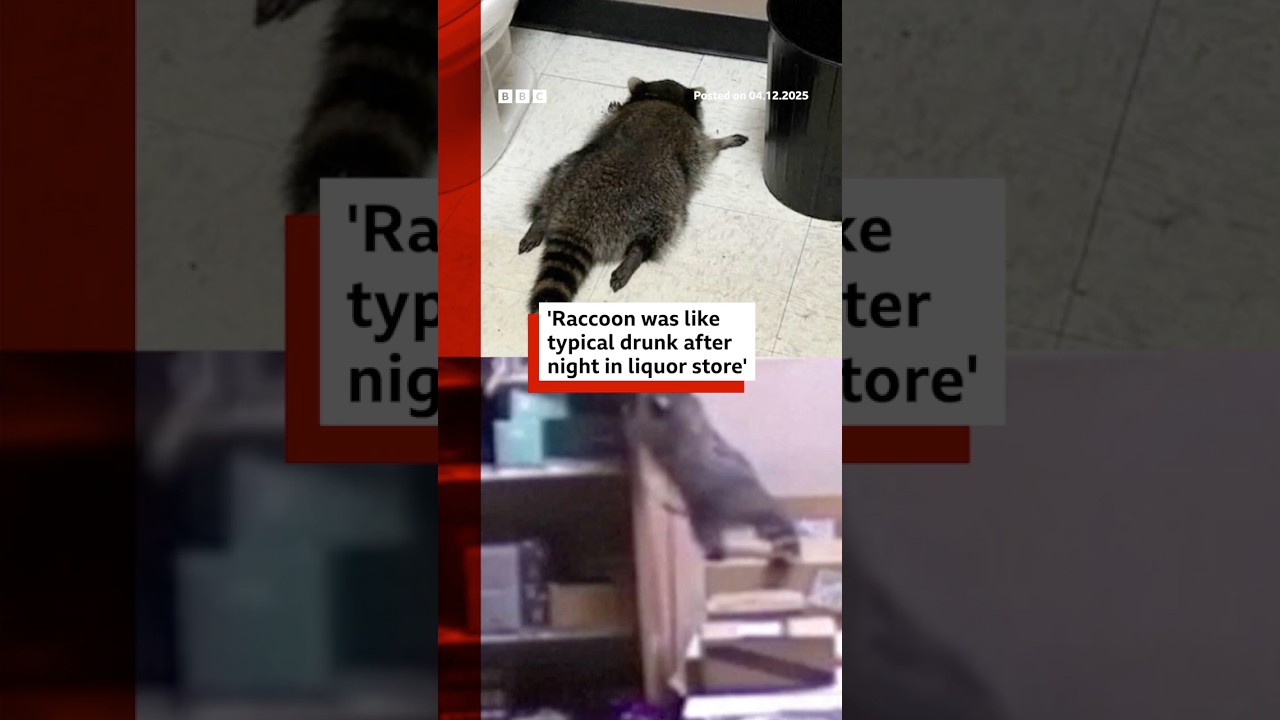 CCTV captures raccoon drunk in liquor store. #Raccoon #Scotch #BBCNews