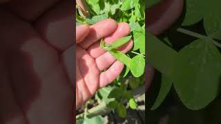 Der Gemüsegarten Sprießt