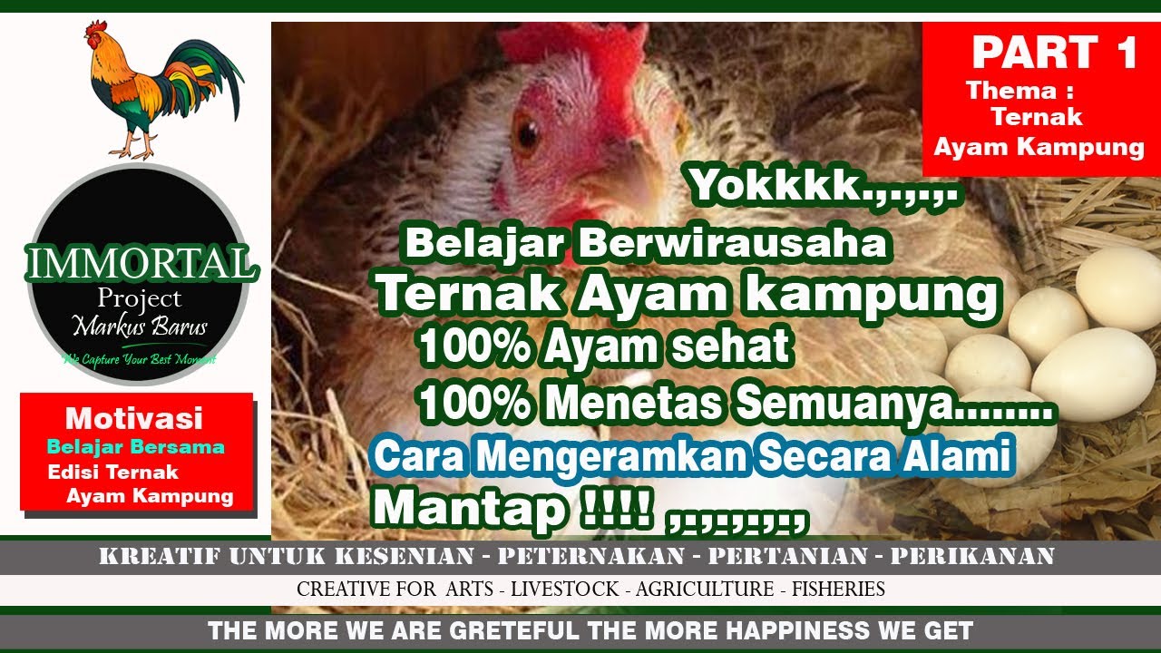 TERNAK AYAM KAMPUNG PART 1 CARA MEMBUAT TEMPAT MENETAS AYAM ALAMI DAN