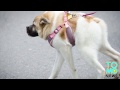 MUTANT: Un chien mi-cochon mi-chien étonne beaucoup de gens