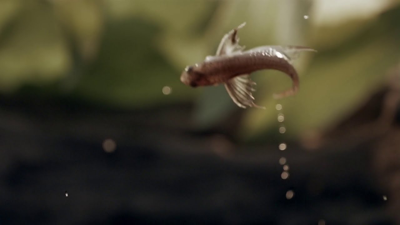 バタフライフィッシュの飼育方は 混泳方法から飛ぶ最大距離や値段は Eizan S Pet Life バタフライフィッシュの飼育方は 混泳方法から飛ぶ最大距離や値段は Eizan S Pet Life