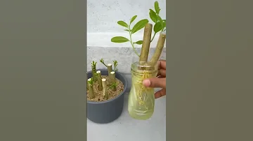 न ब क कलम लग य Propagate Lemon Stem From Cactus Lemon Cutting Gardening Shorts Cactus 