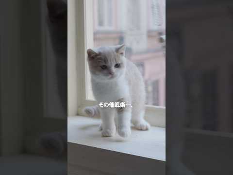 この子たちのCM公開中 13 窓と猫の物語 いつもの場所 篇 YKK AP Shorts