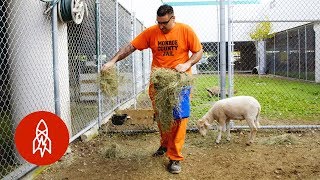 The Zoo Run By Inmates