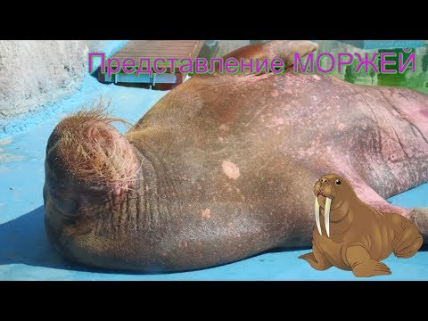 Представление МОРЖЕЙ//ЗООПАРК Ижевск