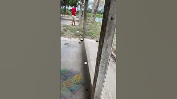 #Shorts Báo cá tra, chim năm 2024 clip 70 - Hồ Câu Vườn Dừa ấp Ngã Tư, xã Nhuận Đức, Củ Chi, HCM