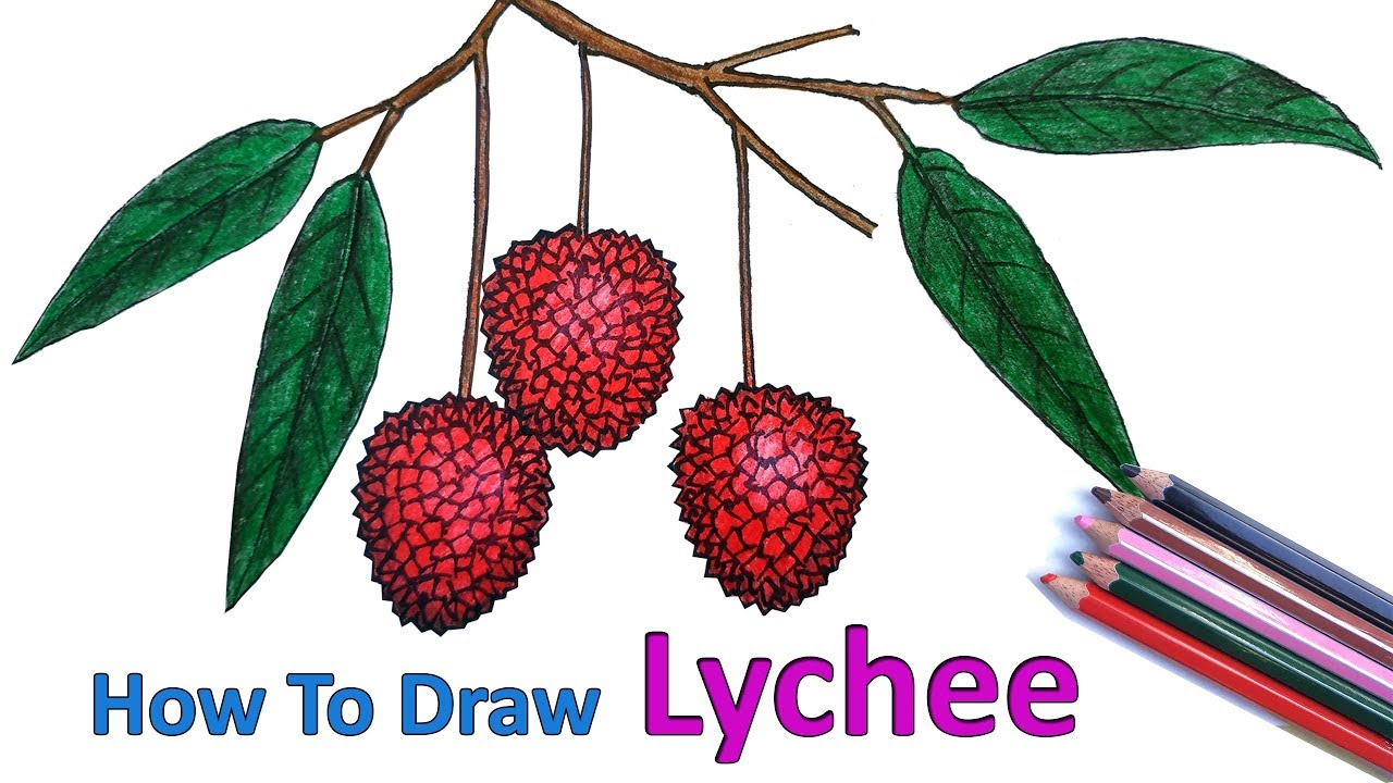Premium Vector | Litchi fruit sketch set
