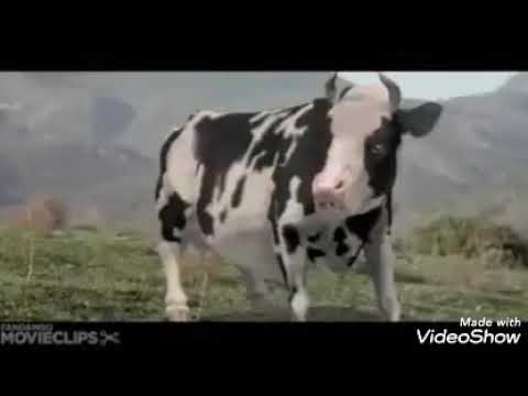 ضرب اضي تقتل امثال