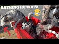 Funny Stubborn Huskies Refuse To Be Bathed! [TRY NOT TO LAUGH]