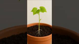 Grow Gs At Home From Seeds Easy Gardening Tricks