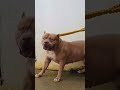 teste da coleira resistente guias para pitbulls