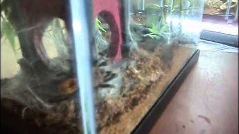 Repticon WPB Pick ups!
