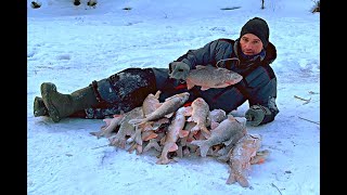 Килограммовые Язи И Крупная Сорога .Вот Где Адреналин,Они Не Лезут В Лунку.весна 2020 На Ямале.