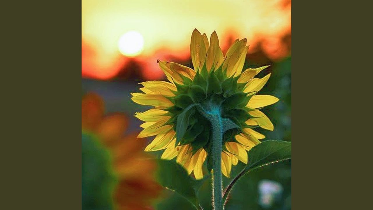Watch 向日葵sunflower on YouTube Watch 向日葵sunflower on YouTube