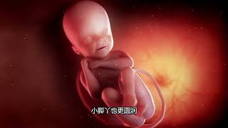 怀孕13-28周，孕早期胎宝宝每周发育状态