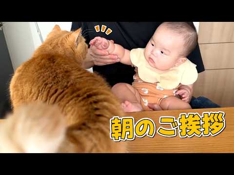 赤ちゃんを抱っこしていてもパパに甘えたい猫が可愛すぎる！