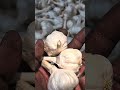 Shamgarh Garlicprice Garlicpriceinindia Aaj Garlic Pyaz Onion 