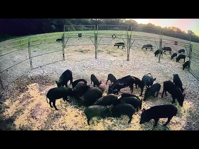 My largest wild pig catch with new trap class=
