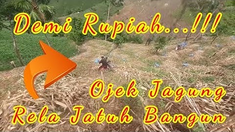 Ojek jagung handal rela jatuh bangun @Hobi_ojekjagung_gorontalo  hobi ojek jagung gorontalo