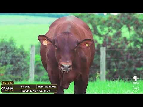 LOTE 07 - ZT 6810 - TOURO