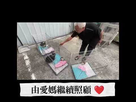 ????【高雄工廠三貓結紮紀錄】????