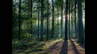 Forest
Forest Forest