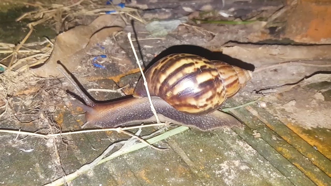 SNAIL NIGHT YouTube