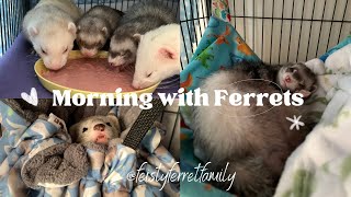 Relaxing Morning Vlog | Life with Ferrets