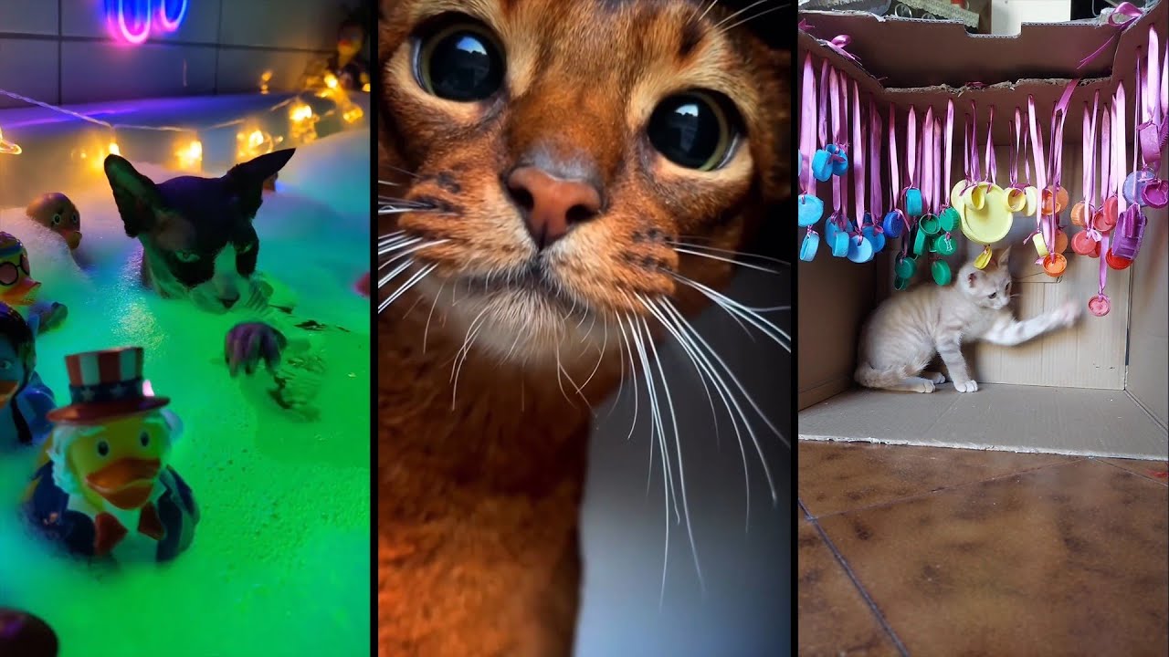 Cute and funny CATS.🐱 And Some Just Interesting Moments.😻Videos🔶 Сompilation # 2🔶