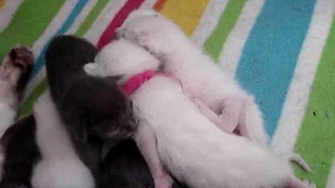 Watch the video about Siamese and oriental longhair baby's