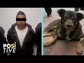Man threw a dog into a pot of boiling oil | Positive