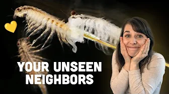 Are These Creatures in Your Spring Puddles? | Vernal Pools