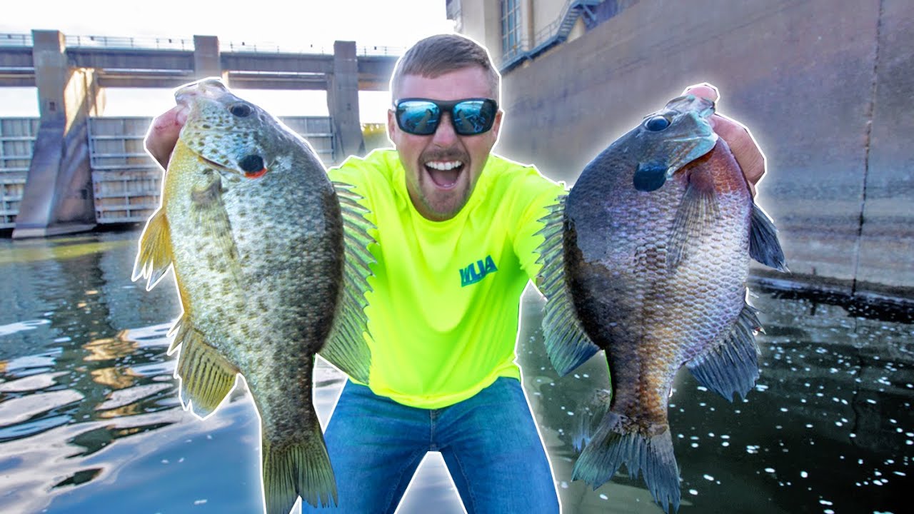 Fishing DAM For LOADS of GIANT BLUEGILL!! (THOUSANDS) 