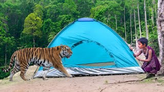 Royal bengal jungle tiger attack tiger attack man in jungle part -4