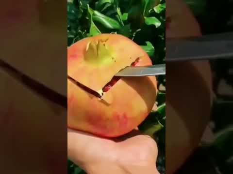 الرنان وطريقه سهله مهله