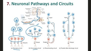 A&PI Module 10 - LO7 Neuronal Pathways and Circuits