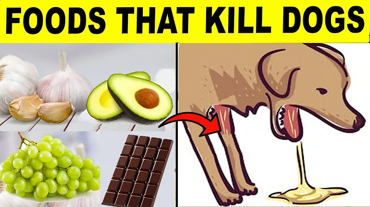 22 Common Foods That Will Kill Your Dog - DayDayNews