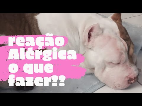 Vídeo: Urticária Em Cães - Sintomas De Urticária Em Cães - Reação Alérgica Em Cães