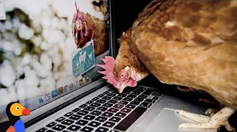 Rescued Chicken Is Obsessed With The Computer | The Dodo