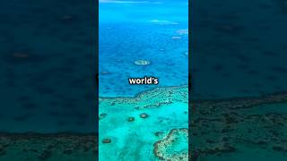 5 Crazy facts about the ocean🤩 #facts #shorts